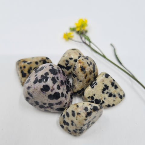 Dalmatian Jasper Tumbled Stone showcasing smooth, polished crystals in cream and black spots, known for their ability to promote joy, protection, and emotional healing.