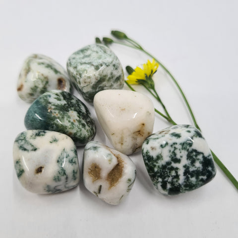 Tree Jasper Tumbled Stones featuring smooth, polished crystals in earthy green and white tones, known for their grounding energy and ability to promote stability, healing, and connection to nature.